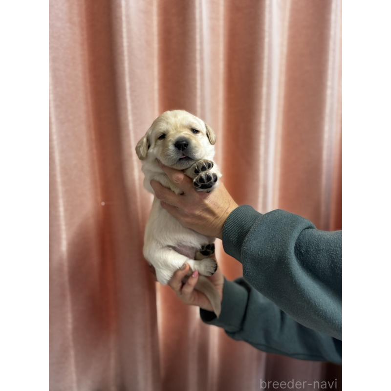 販売中の兵庫県のラブラドールレトリーバー-438291の3枚目