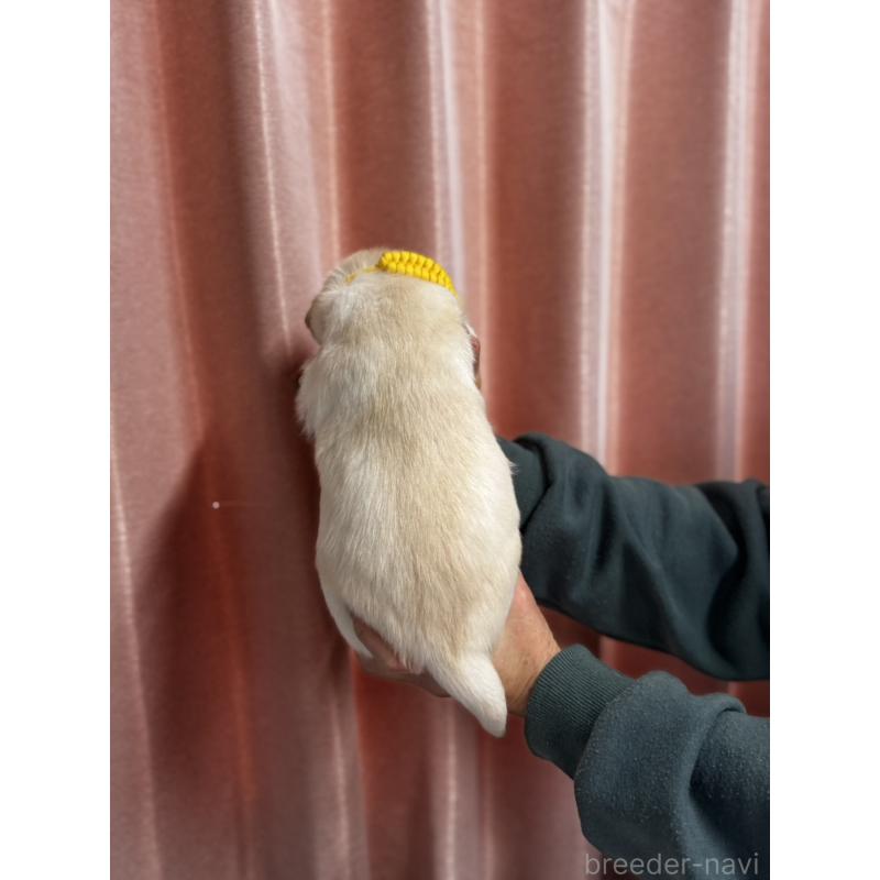 販売中の兵庫県のラブラドールレトリーバー-438291の2枚目