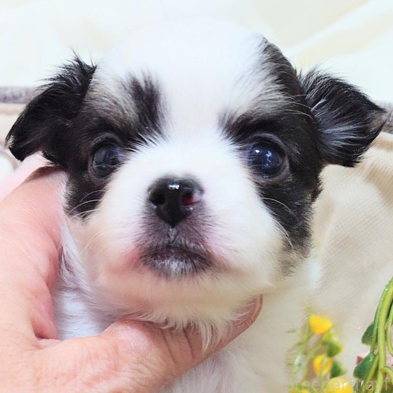 成約済の大阪府のチワワ(ロングコート)-436690