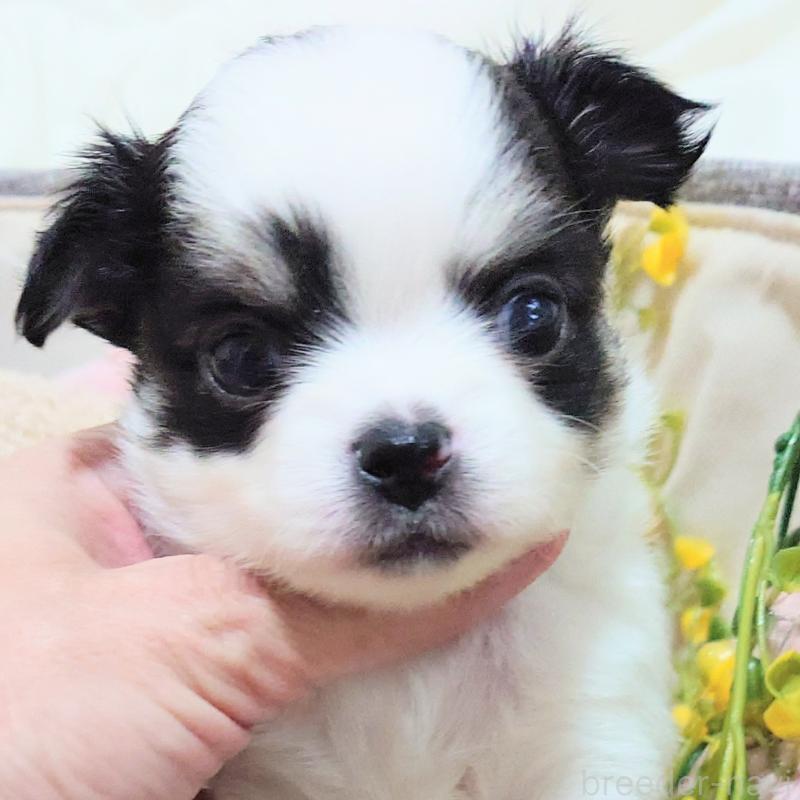 成約済の大阪府のチワワ(ロングコート)-436690の11枚目