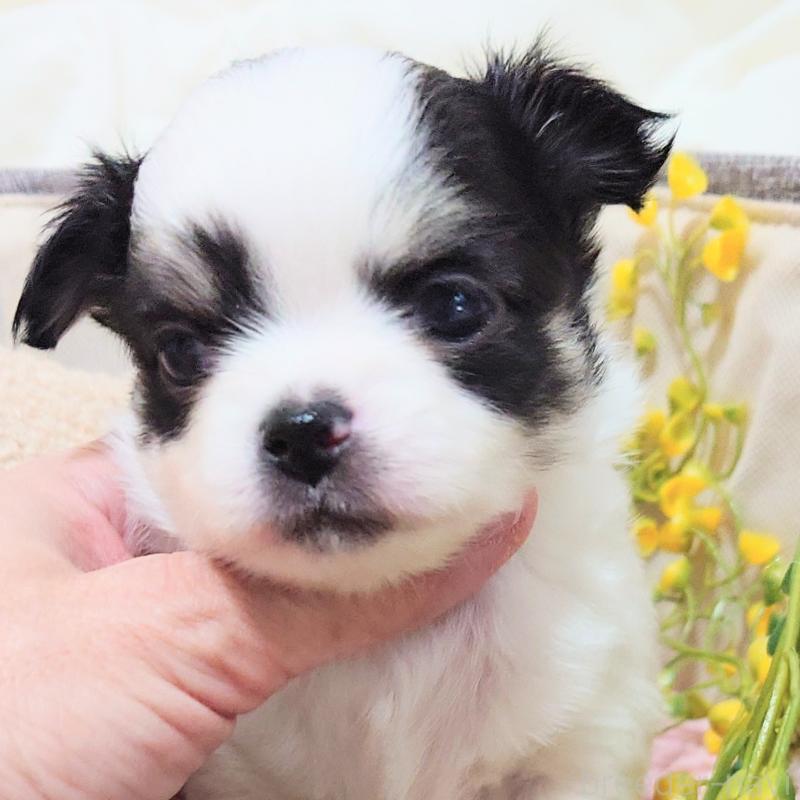 成約済の大阪府のチワワ(ロングコート)-436690の10枚目