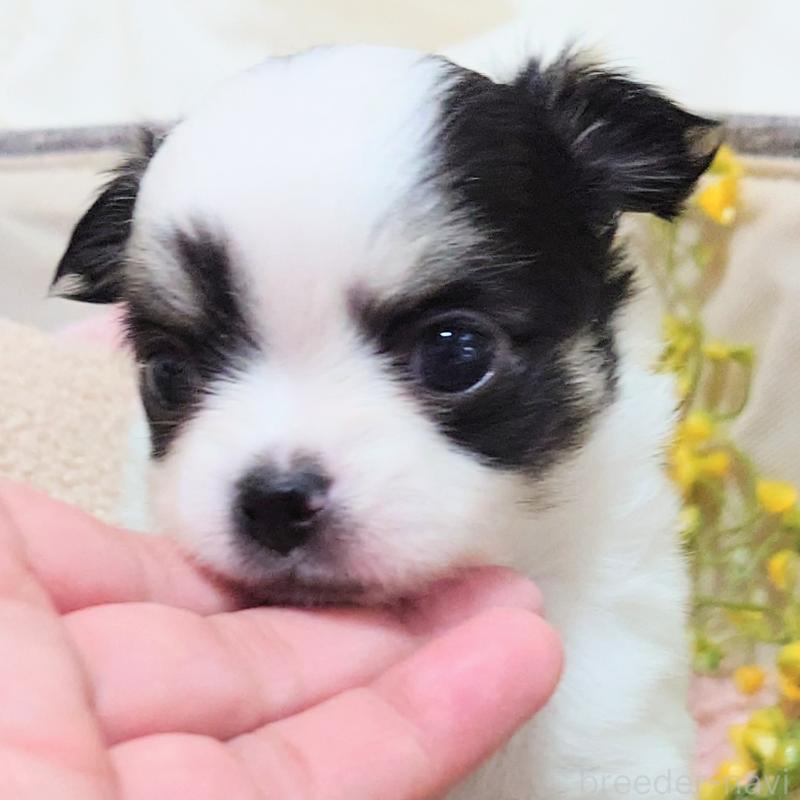 成約済の大阪府のチワワ(ロングコート)-436690の9枚目