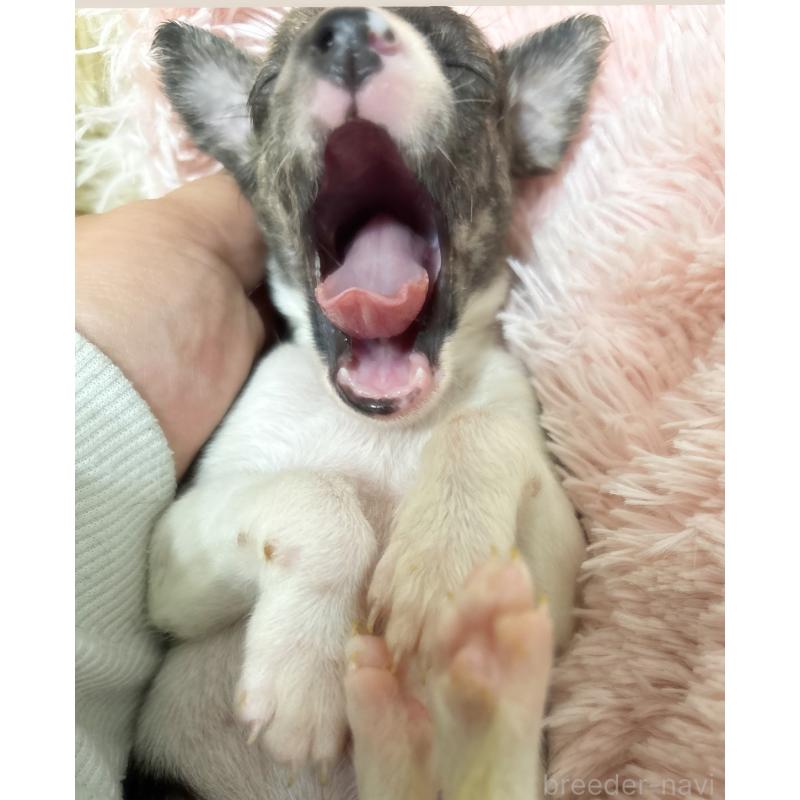 販売中の群馬県のウィペット-436462の4枚目