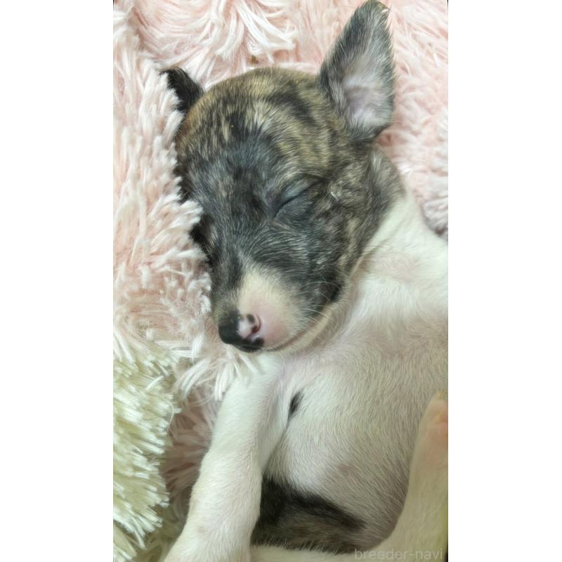 販売中の群馬県のウィペット-436462の3枚目