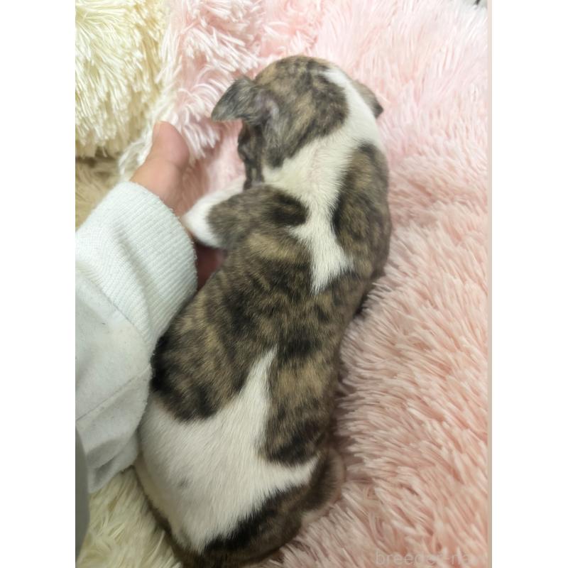 販売中の群馬県のウィペット-436462の2枚目