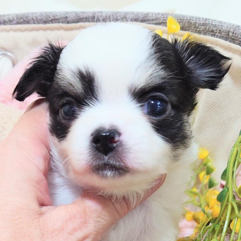 成約済の大阪府のチワワ(ロングコート)-436690の7枚目