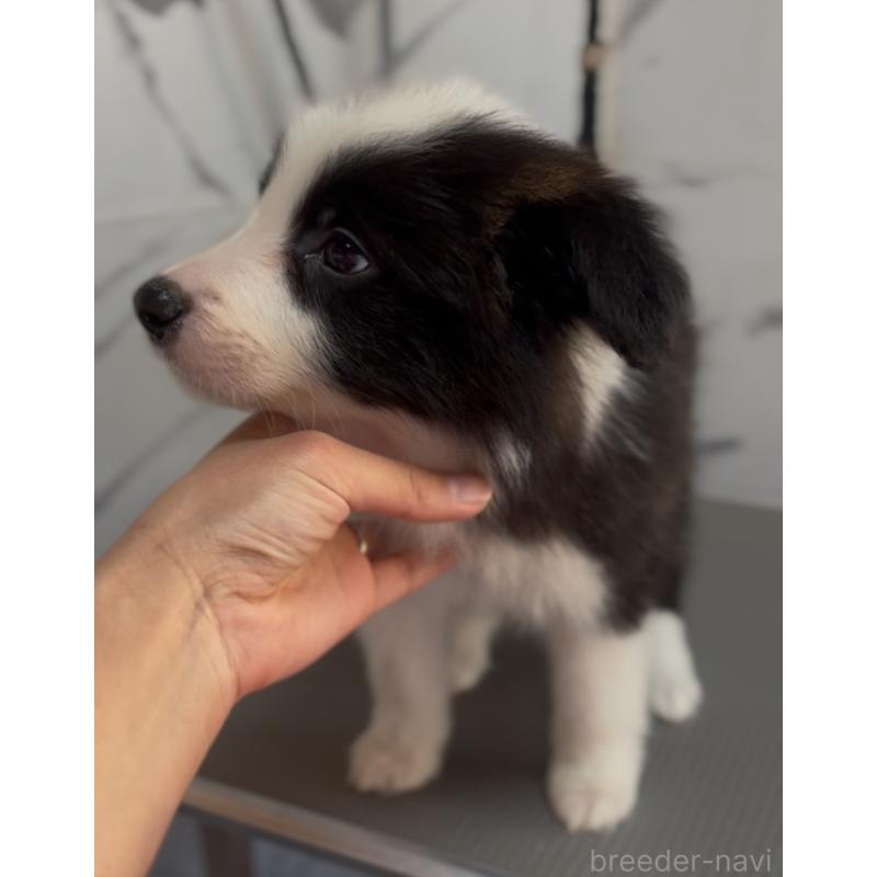 成約済の兵庫県のボーダーコリー-433455の3枚目