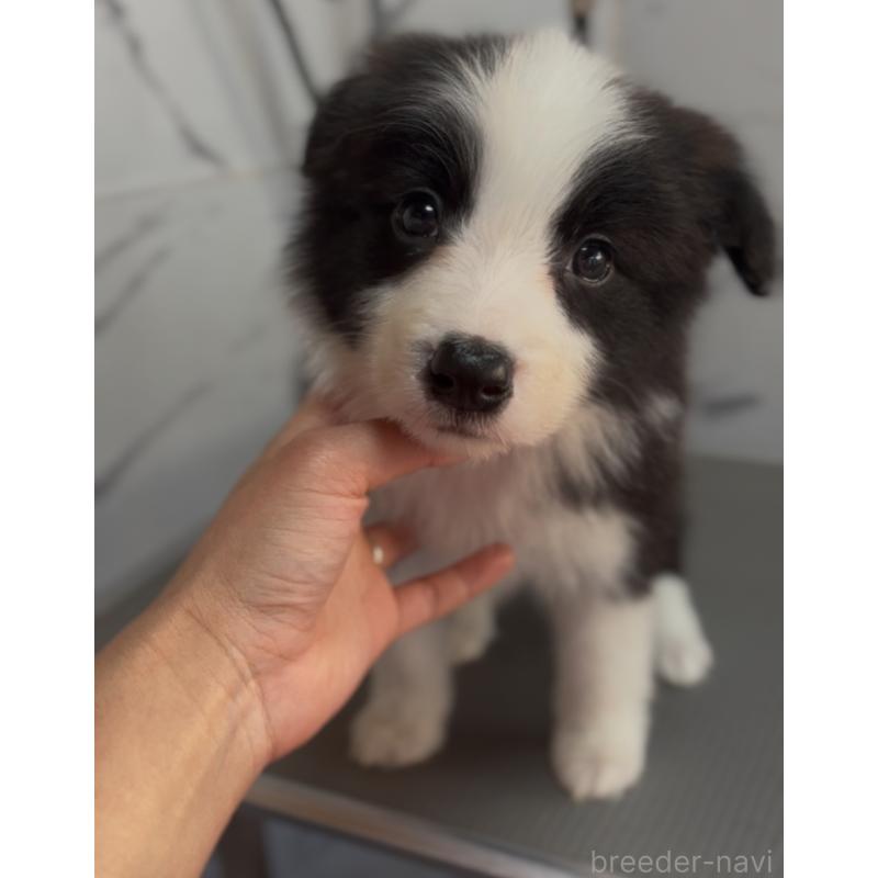 成約済の兵庫県のボーダーコリー-433455の2枚目