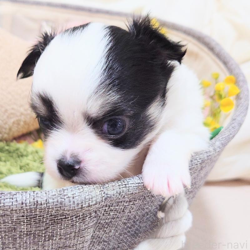 成約済の大阪府のチワワ(ロングコート)-436690の5枚目