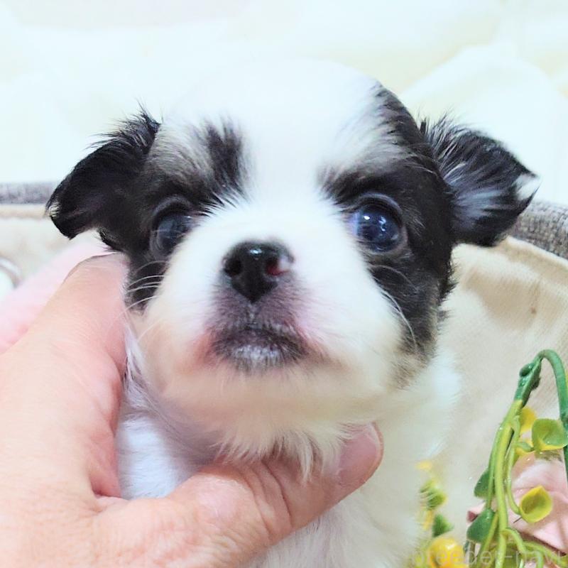 成約済の大阪府のチワワ(ロングコート)-436690の4枚目