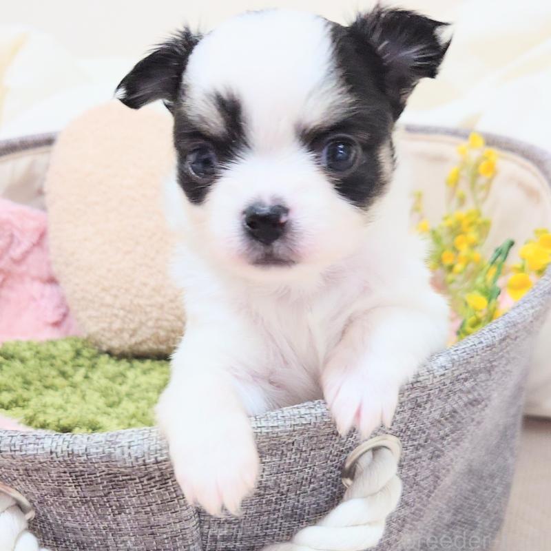 成約済の大阪府のチワワ(ロングコート)-436690の3枚目