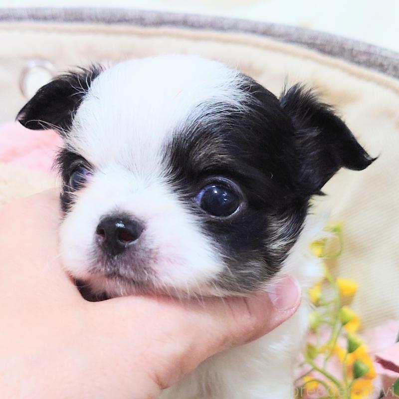 販売中の大阪府のチワワ(ロングコート)-436688