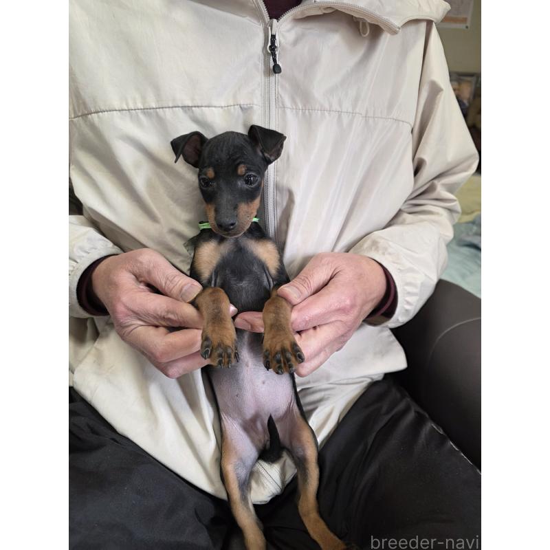 販売中の静岡県のトイマンチェスターテリア-432677の2枚目