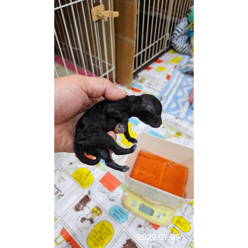 販売中の大阪府のタイニープードル-438295の4枚目