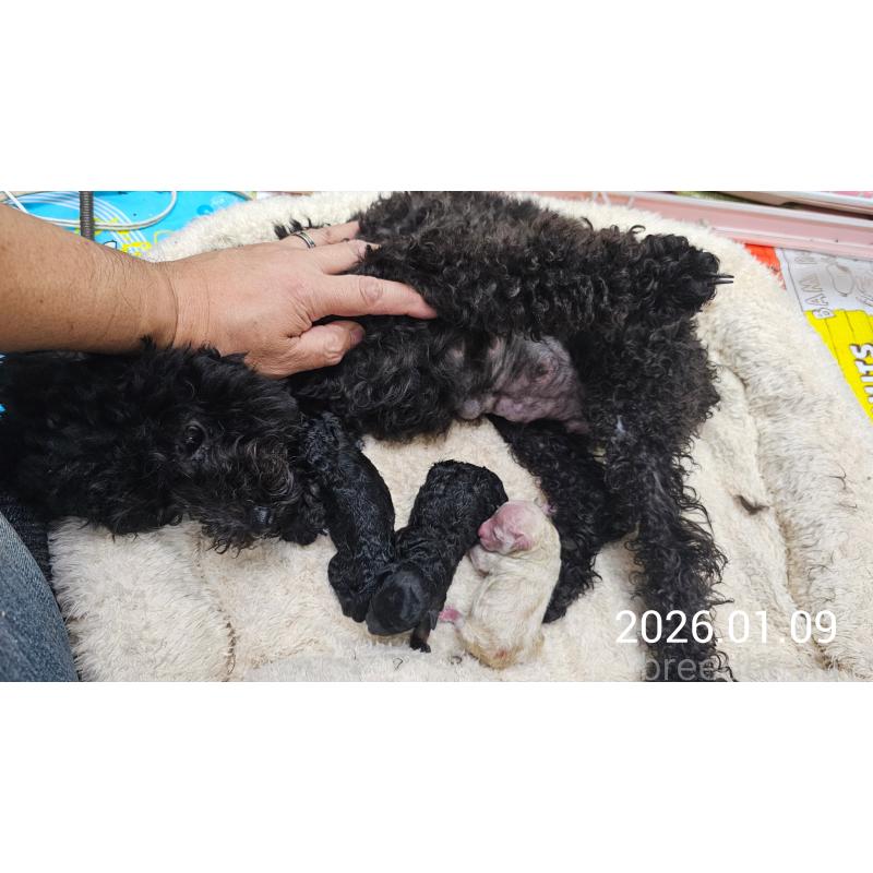 販売中の大阪府のタイニープードル-438295の3枚目