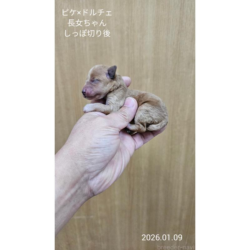 販売中の大阪府のタイニープードル-437620の8枚目