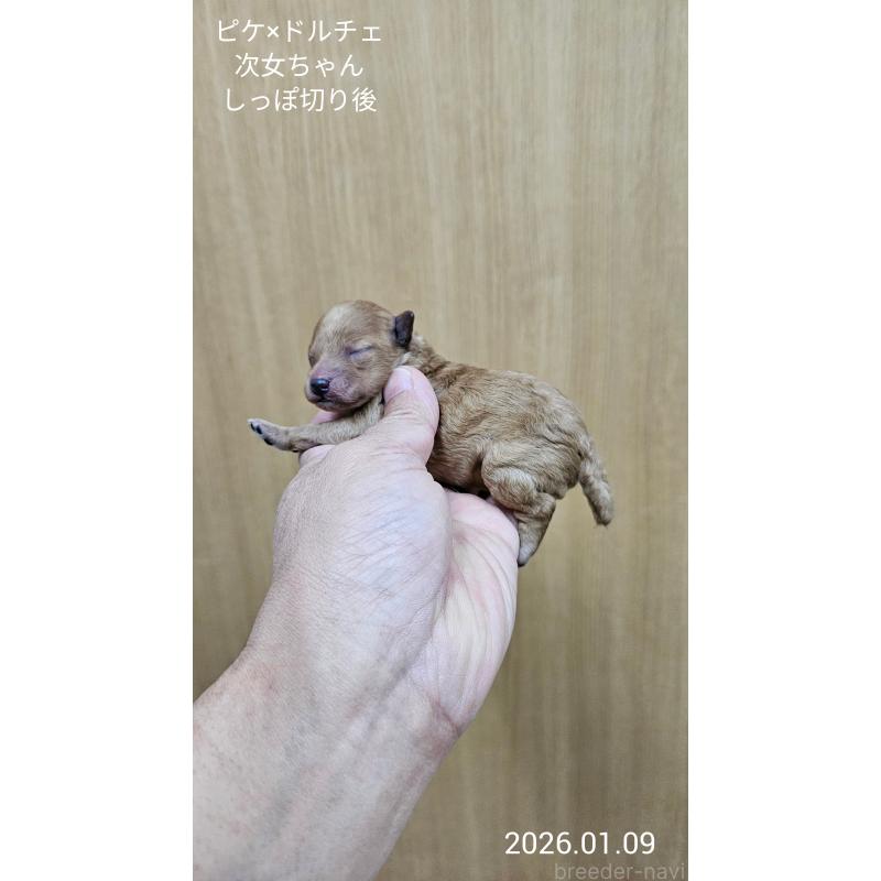 販売中の大阪府のタイニープードル-437623の8枚目
