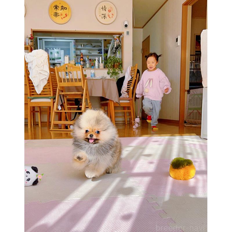 販売中の岐阜県のポメラニアン-425684の15枚目