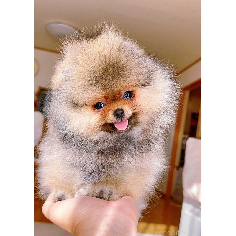 販売中の岐阜県のポメラニアン-425684の14枚目