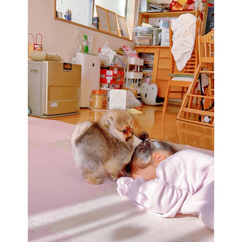 販売中の岐阜県のポメラニアン-425684の13枚目