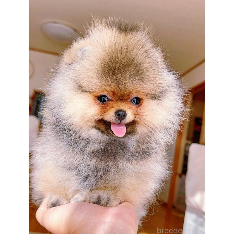 販売中の岐阜県のポメラニアン-425684の12枚目