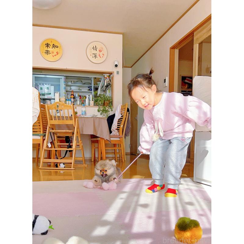 販売中の岐阜県のポメラニアン-425684の11枚目