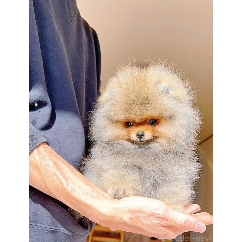 販売中の岐阜県のポメラニアン-425684の10枚目
