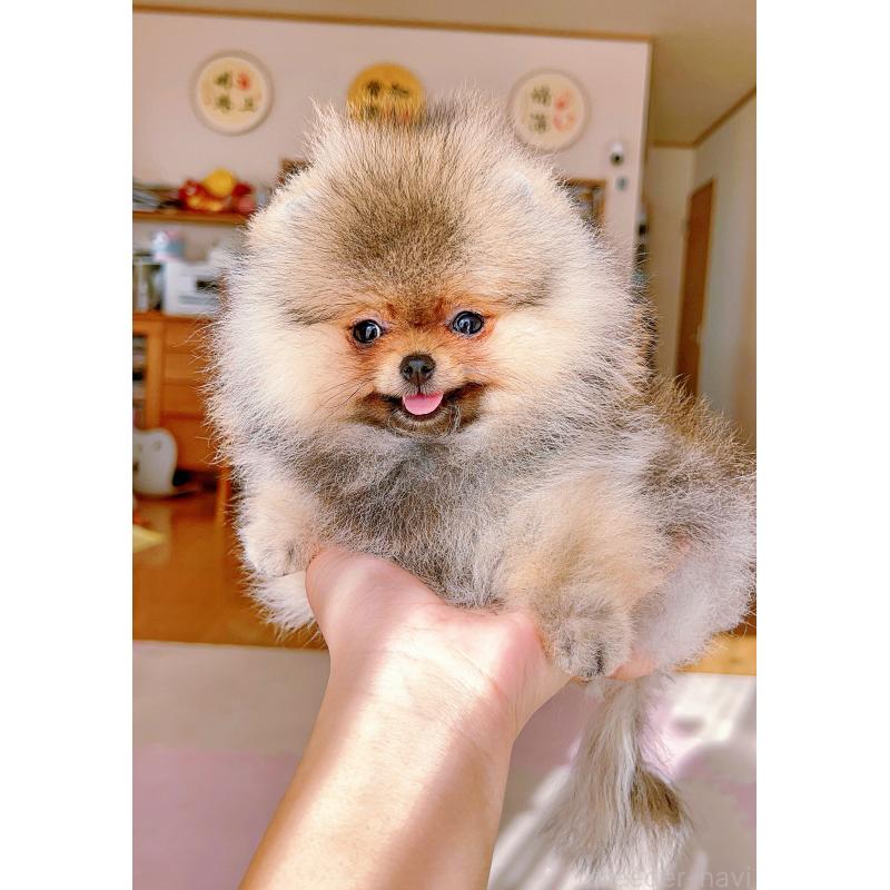 販売中の岐阜県のポメラニアン-425684の9枚目