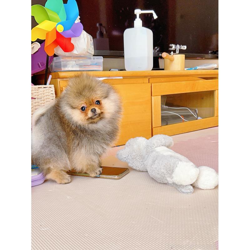 販売中の岐阜県のポメラニアン-425684の8枚目