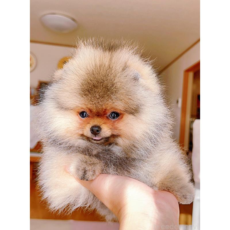 販売中の岐阜県のポメラニアン-425684の7枚目