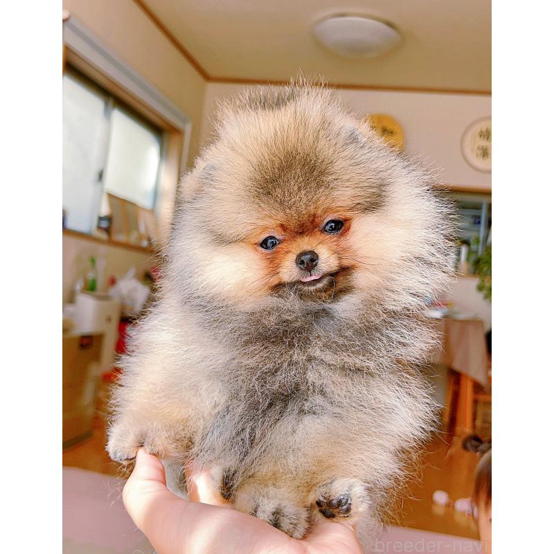 販売中の岐阜県のポメラニアン-425684の6枚目