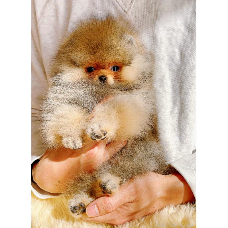 販売中の岐阜県のポメラニアン-425684の5枚目