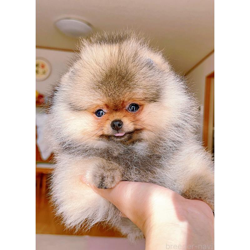 販売中の岐阜県のポメラニアン-425684の4枚目