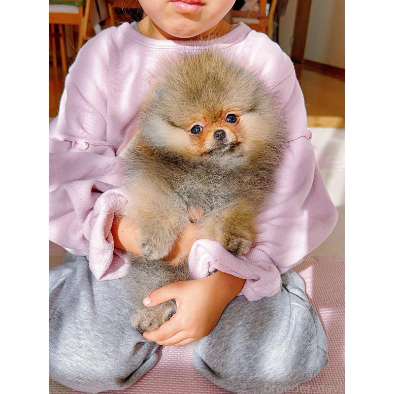 販売中の岐阜県のポメラニアン-425684の3枚目