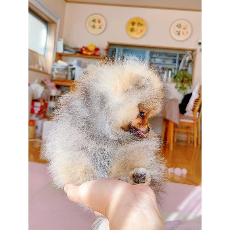 販売中の岐阜県のポメラニアン-425684の2枚目