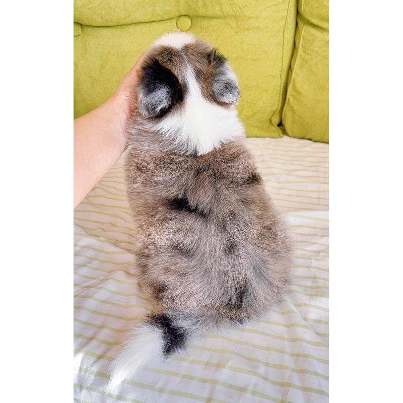 成約済の岐阜県のボーダーコリー-436067の15枚目