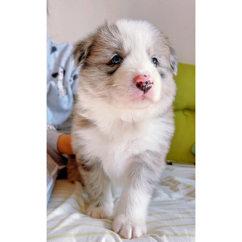 成約済の岐阜県のボーダーコリー-436067の13枚目