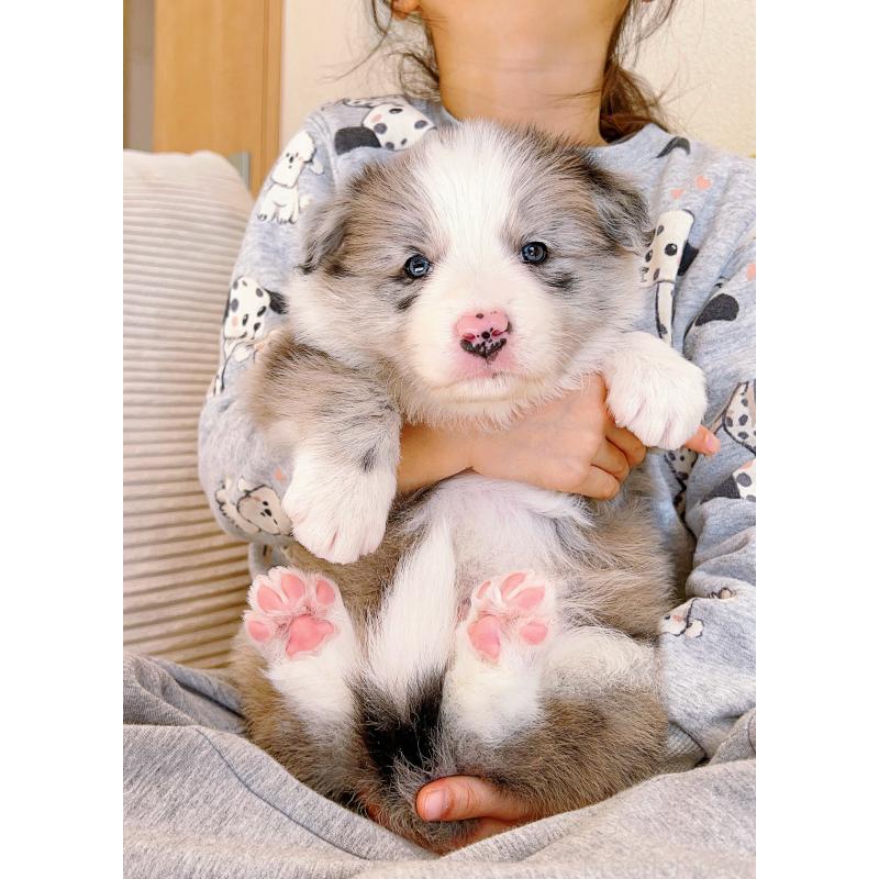 成約済の岐阜県のボーダーコリー-436067の11枚目