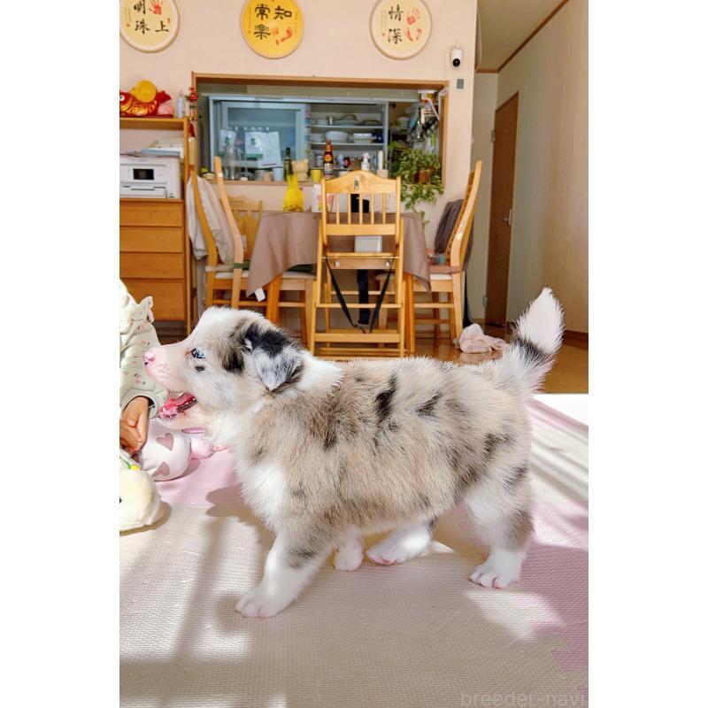 成約済の岐阜県のボーダーコリー-436067の9枚目