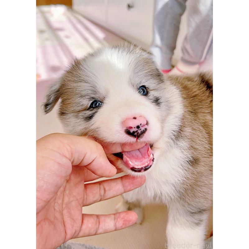 成約済の岐阜県のボーダーコリー-436067の8枚目