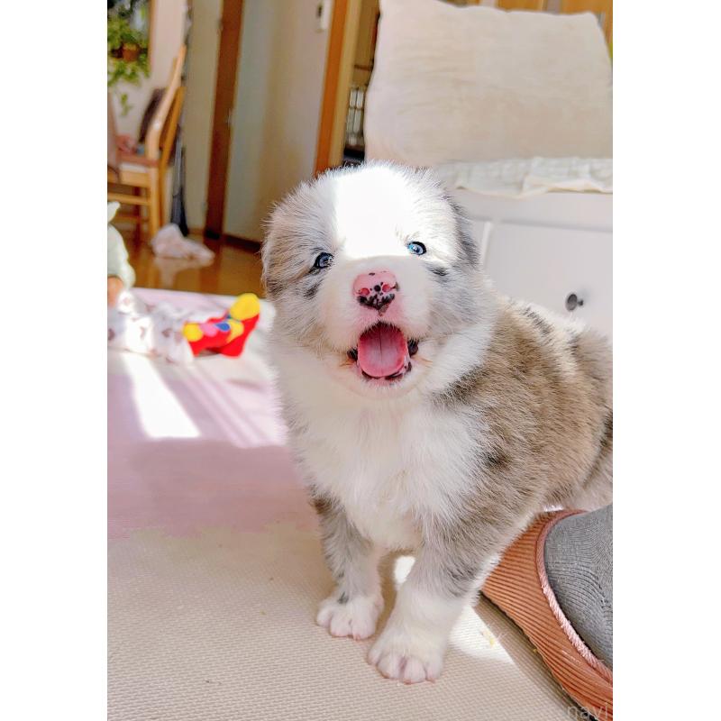 成約済の岐阜県のボーダーコリー-436067の7枚目