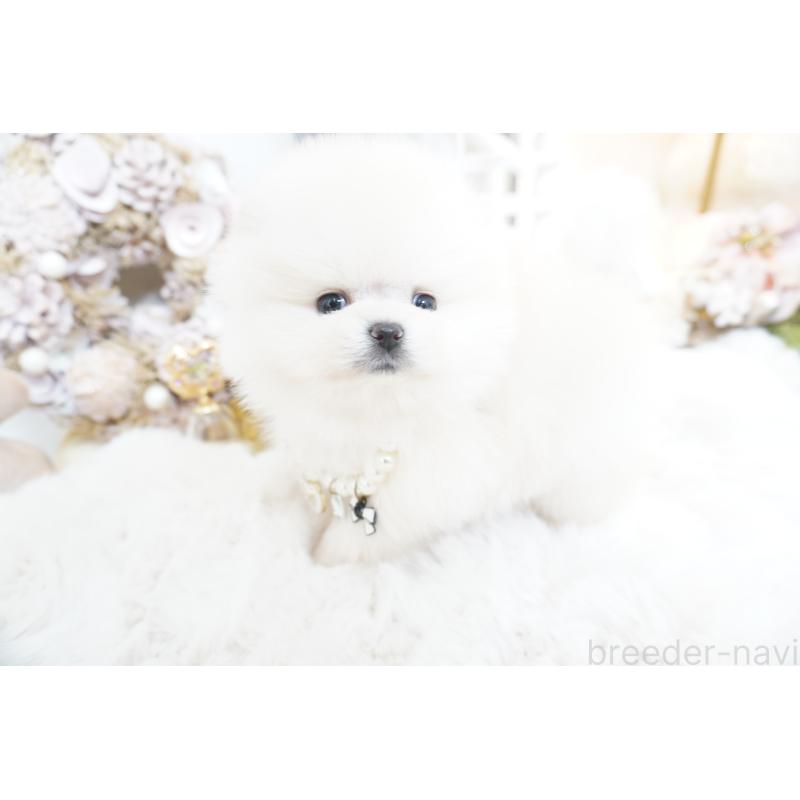 販売中の大阪府のポメラニアン-438319の10枚目
