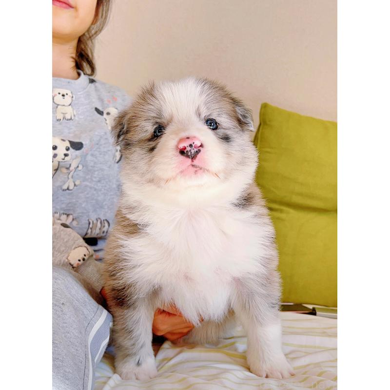 成約済の岐阜県のボーダーコリー-436067の6枚目