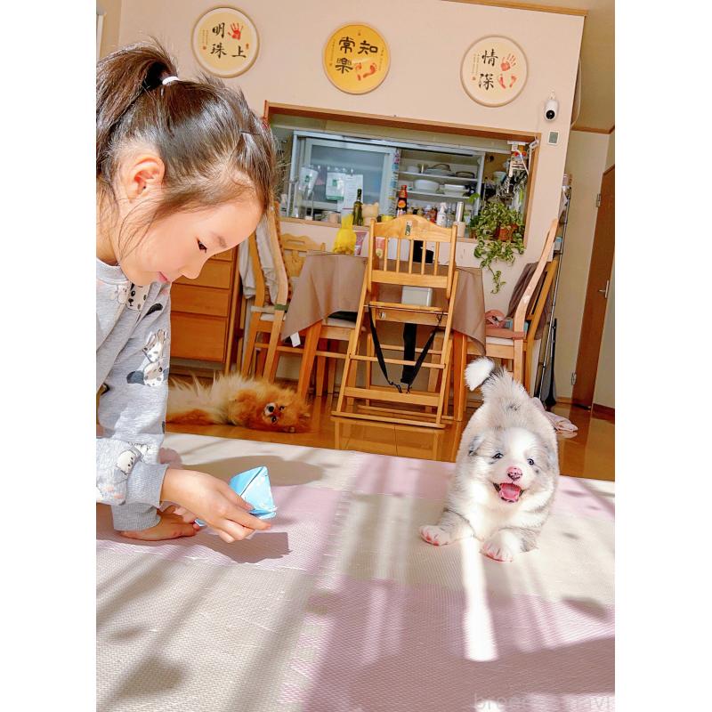 成約済の岐阜県のボーダーコリー-436067の5枚目