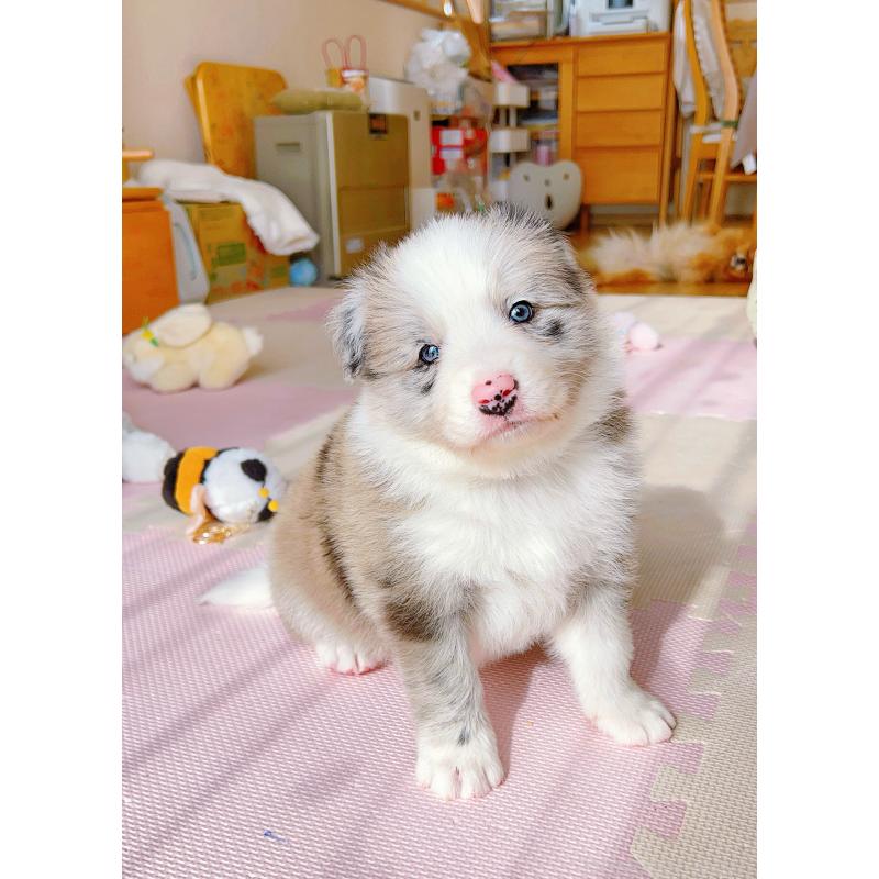 成約済の岐阜県のボーダーコリー-436067の4枚目