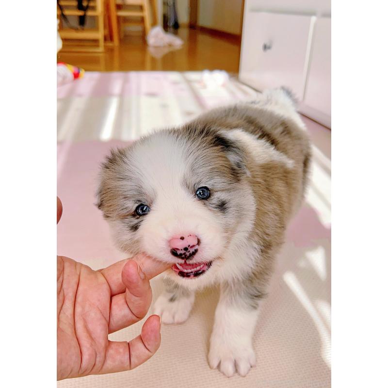 成約済の岐阜県のボーダーコリー-436067の3枚目