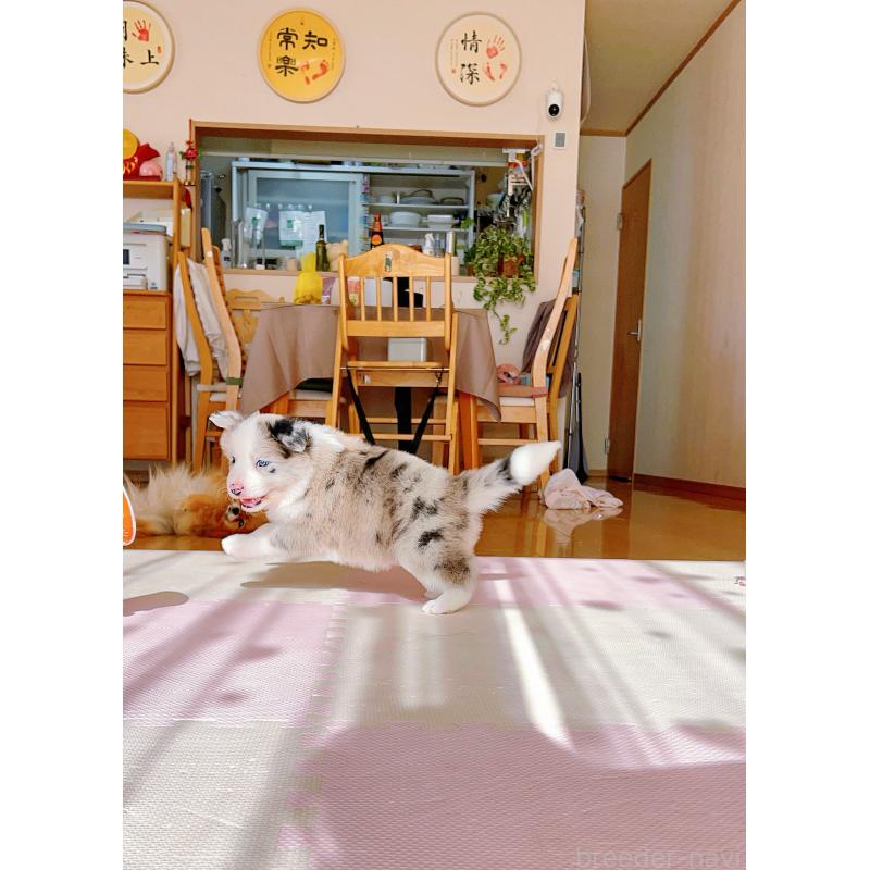 成約済の岐阜県のボーダーコリー-436067の2枚目