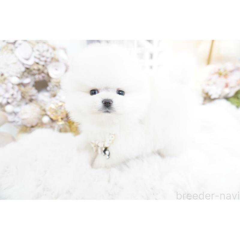 販売中の大阪府のポメラニアン-438319の8枚目