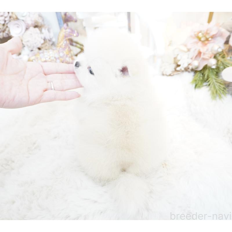 販売中の大阪府のポメラニアン-438319の7枚目