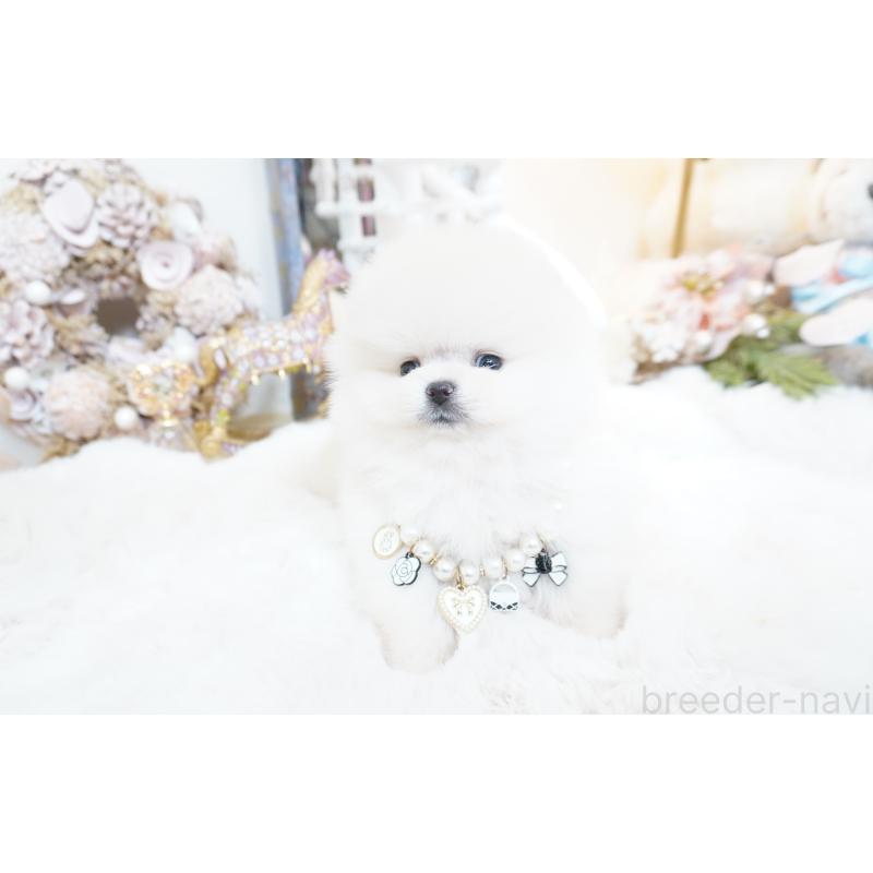 販売中の大阪府のポメラニアン-438319の5枚目